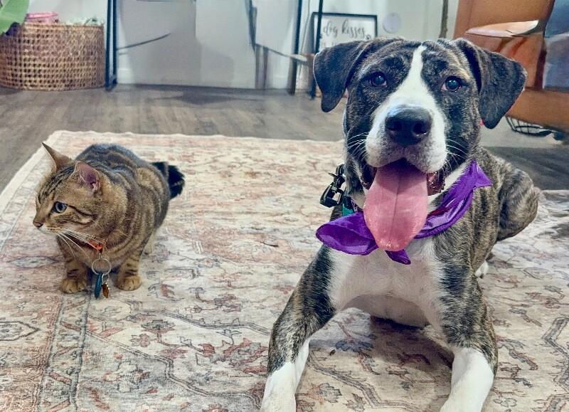 Gracie Sparkle Socks — thumbnail 3