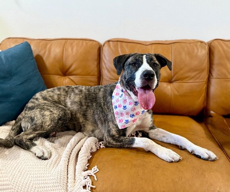 Gracie Sparkle Socks — thumbnail 4