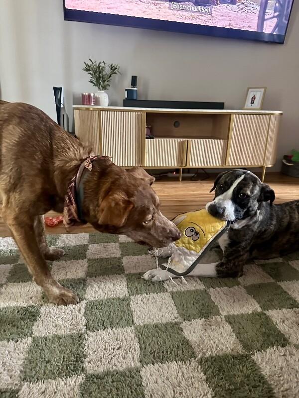 Gracie Sparkle Socks — thumbnail 5