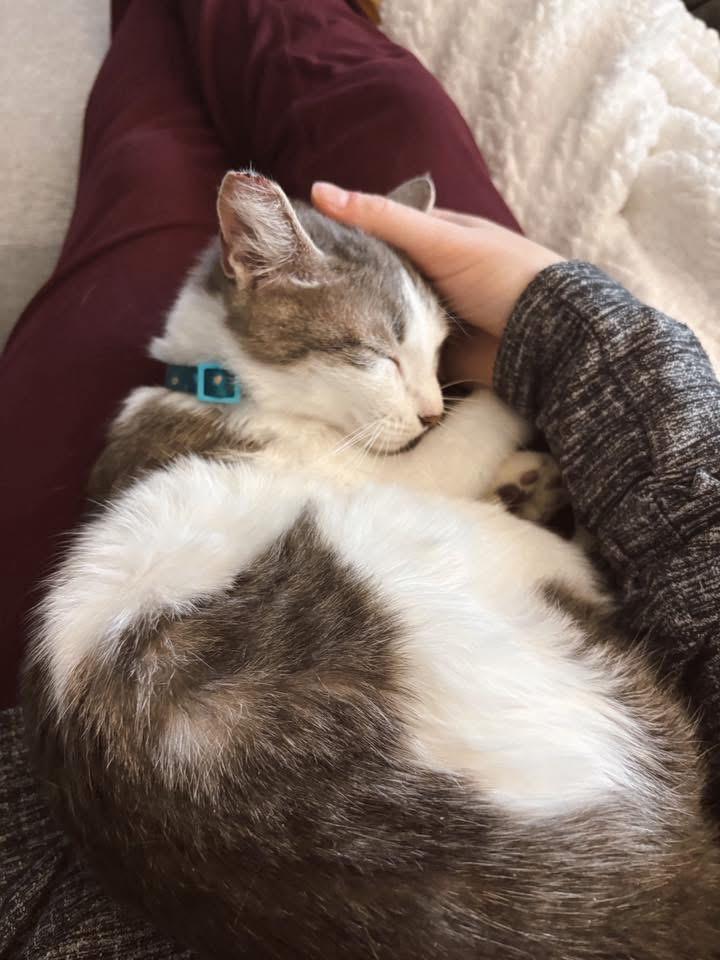 Moobie, ADOPTABLE, Young Male Domestic Short Hair.