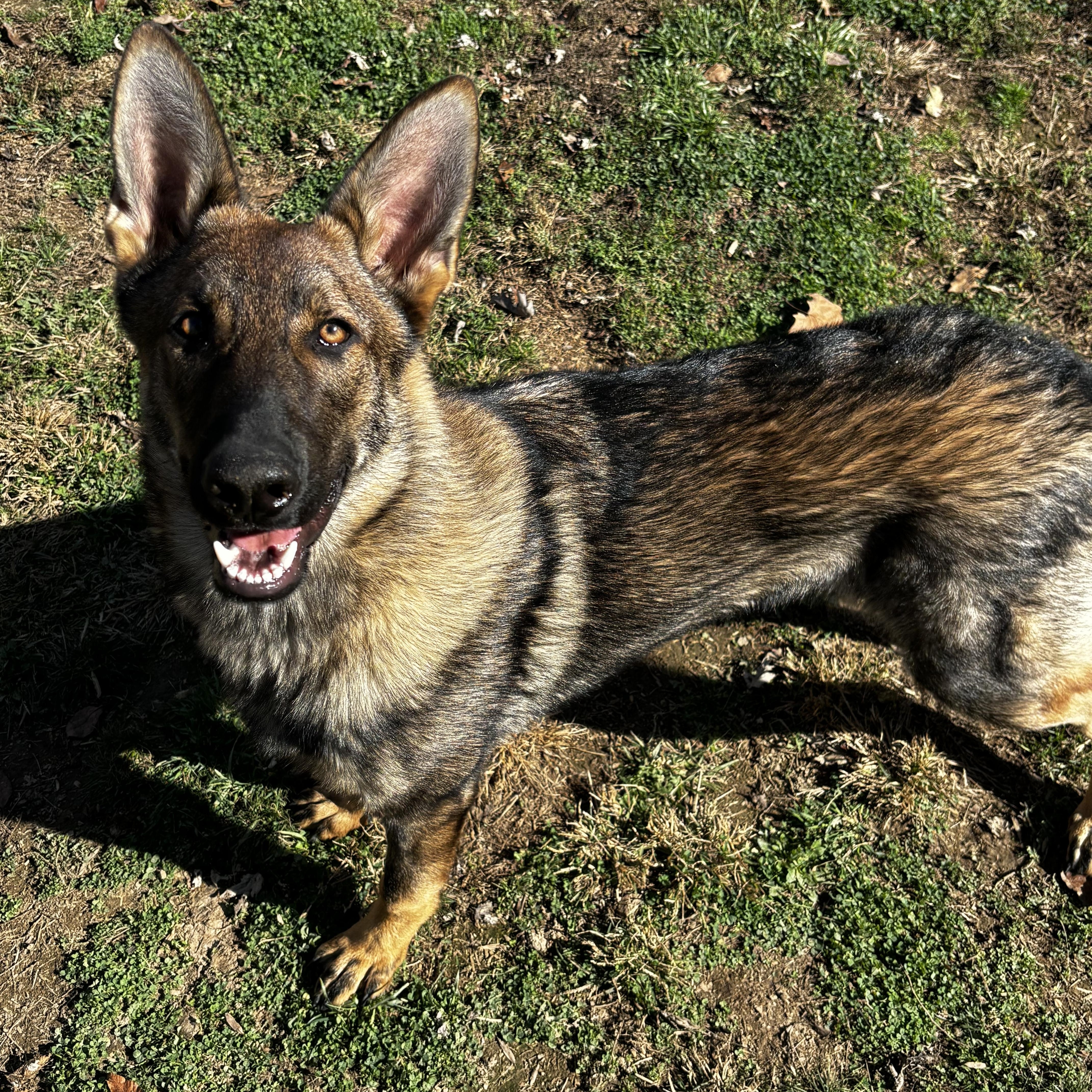 Enlarge Saint, a Adopted German Shepherd Dog in Lucasville, OH image 1/2
