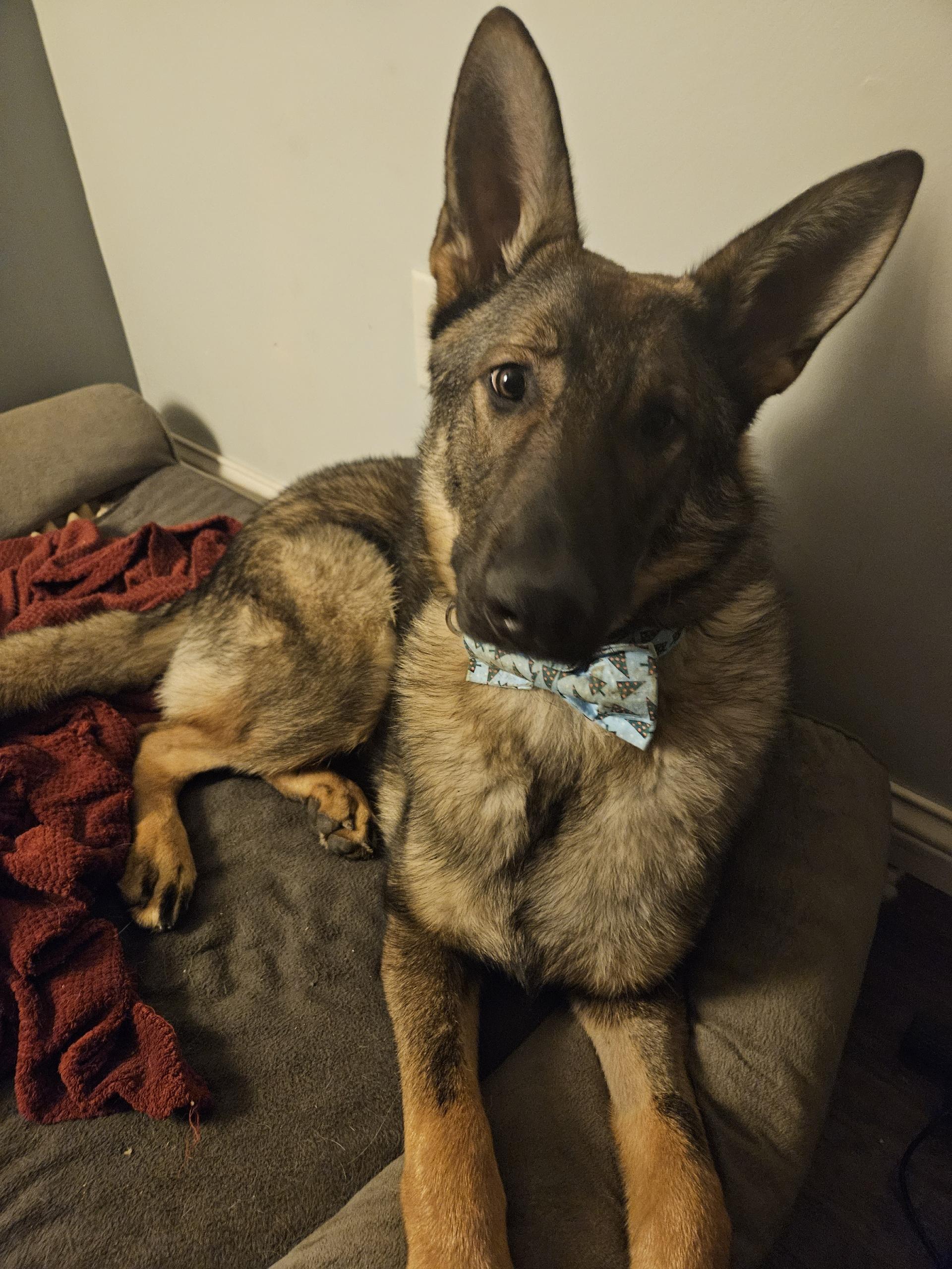 Enlarge Saint, a Adopted German Shepherd Dog in Lucasville, OH image 2/2