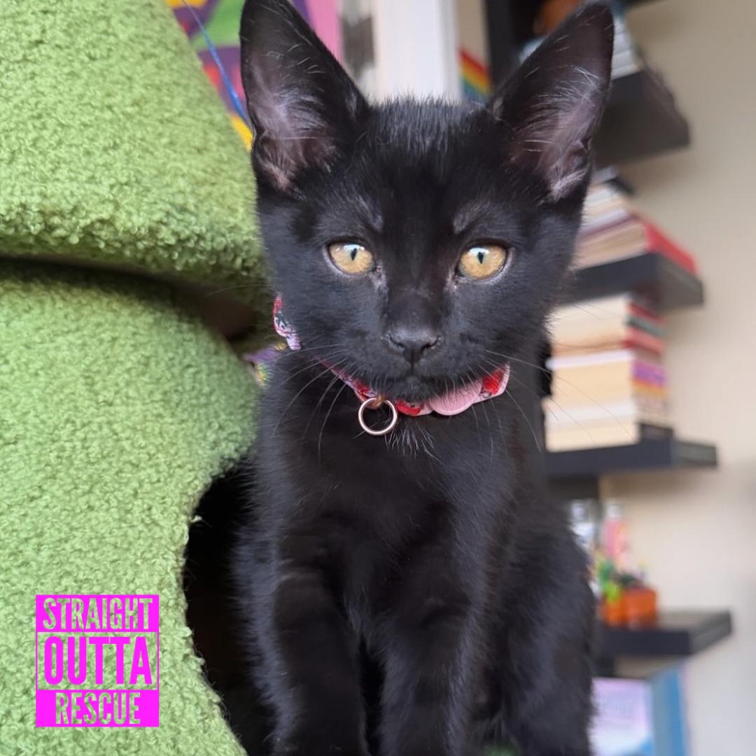 Green, adopted, Kitten Male Domestic Short Hair.