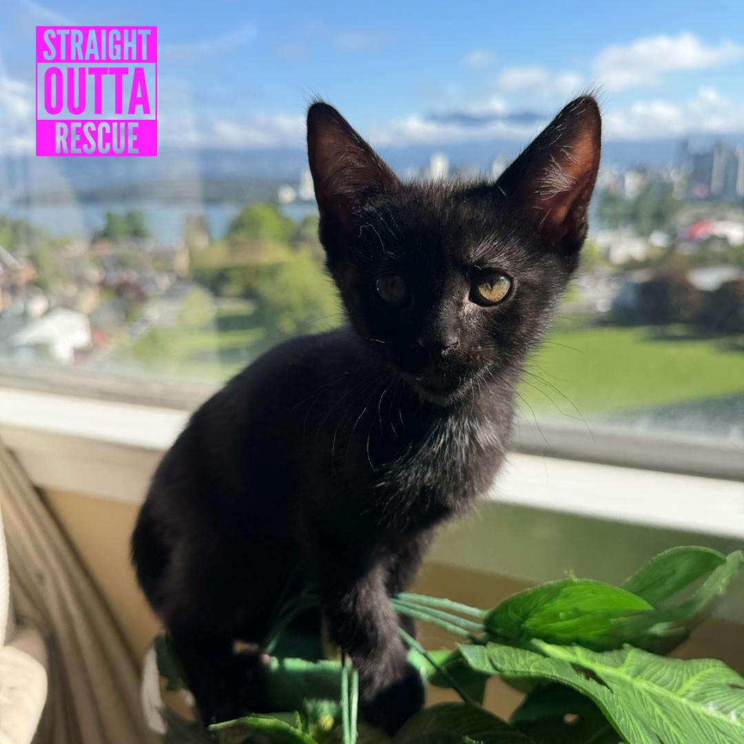 Green, an adopted Domestic Short Hair in Vancouver, BC image 3/5