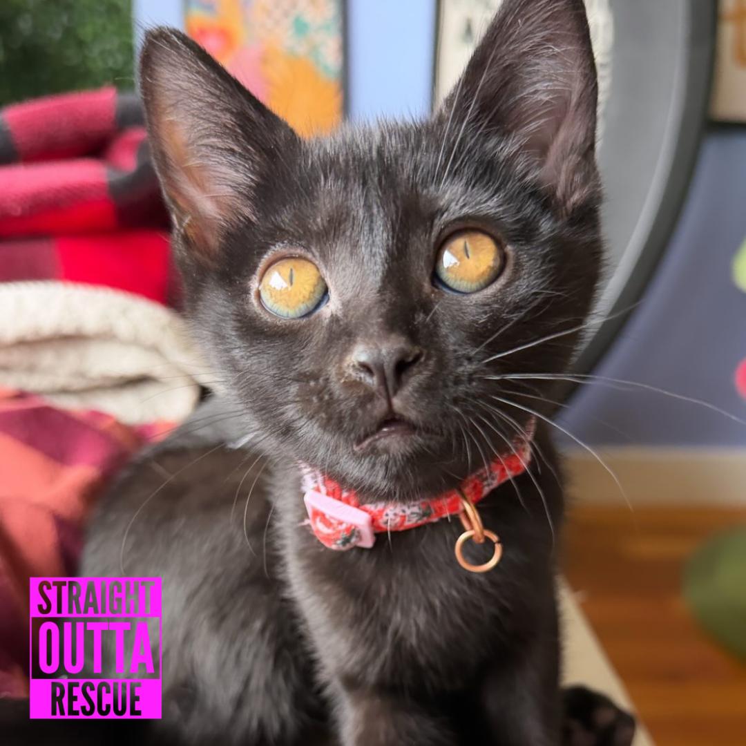 Green, an adopted Domestic Short Hair in Vancouver, BC image 5/5