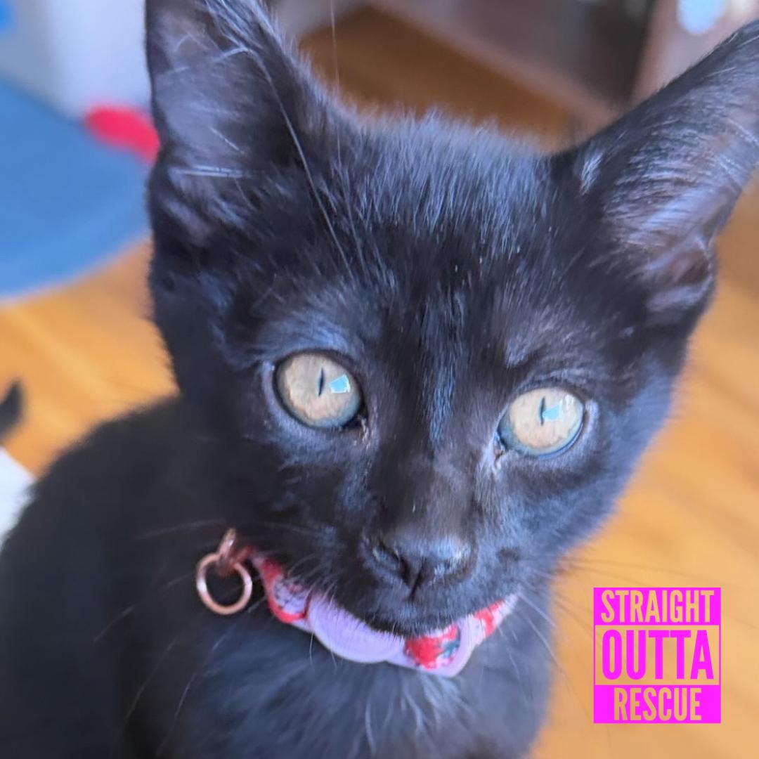 Green, an adopted Domestic Short Hair in Vancouver, BC image 2/5