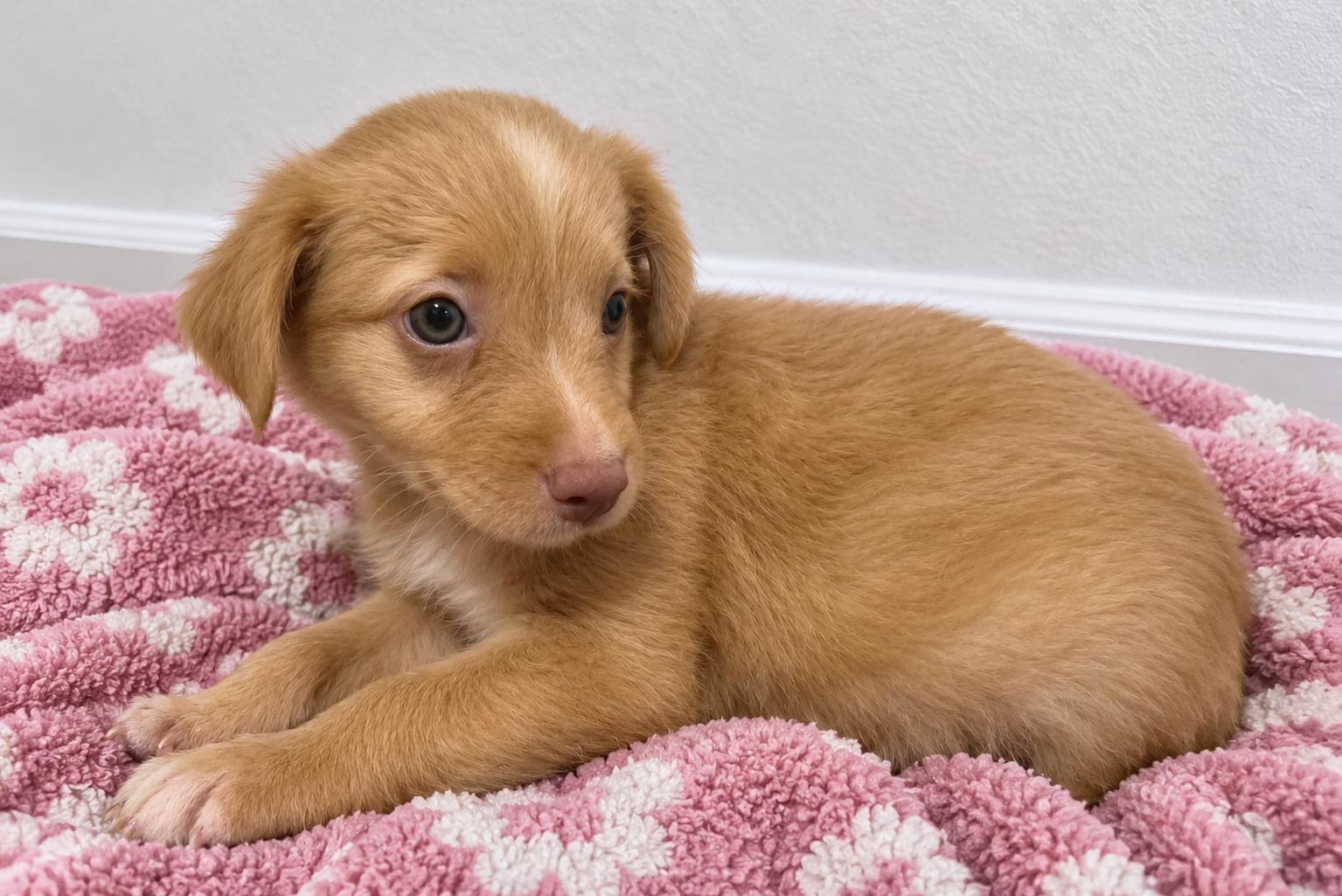 Enlarge Bagel - A Love Bug, a Adoptable mixed breed in NEWARK, NJ image 2/5