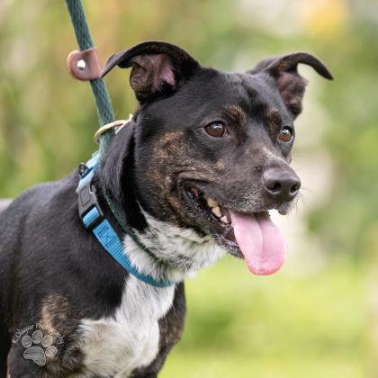 Pogi, Adoptable, Adult Male Mixed Breed & Mixed Breed.