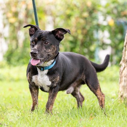 Enlarge Pogi, a Adoptable mixed breed in Honolulu, HI image 2/3
