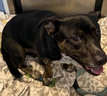 Pogi, Adoptable, Adult Male Mixed Breed & Mixed Breed.