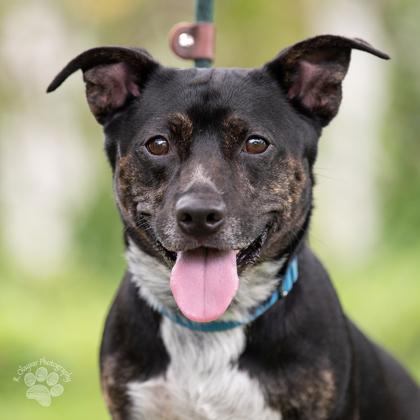 Enlarge Pogi, a Adoptable mixed breed in Honolulu, HI image 3/3