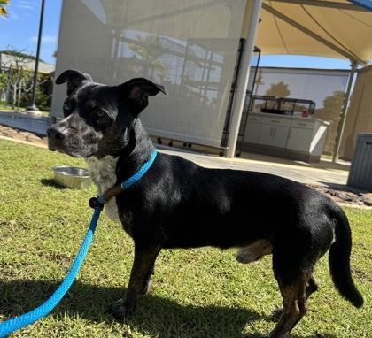 Enlarge Pogi, a Adoptable mixed breed in Honolulu, HI image 2/3