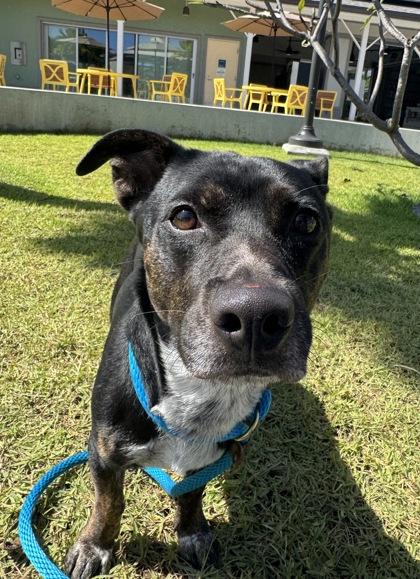Enlarge Pogi, a Adoptable mixed breed in Honolulu, HI image 3/3