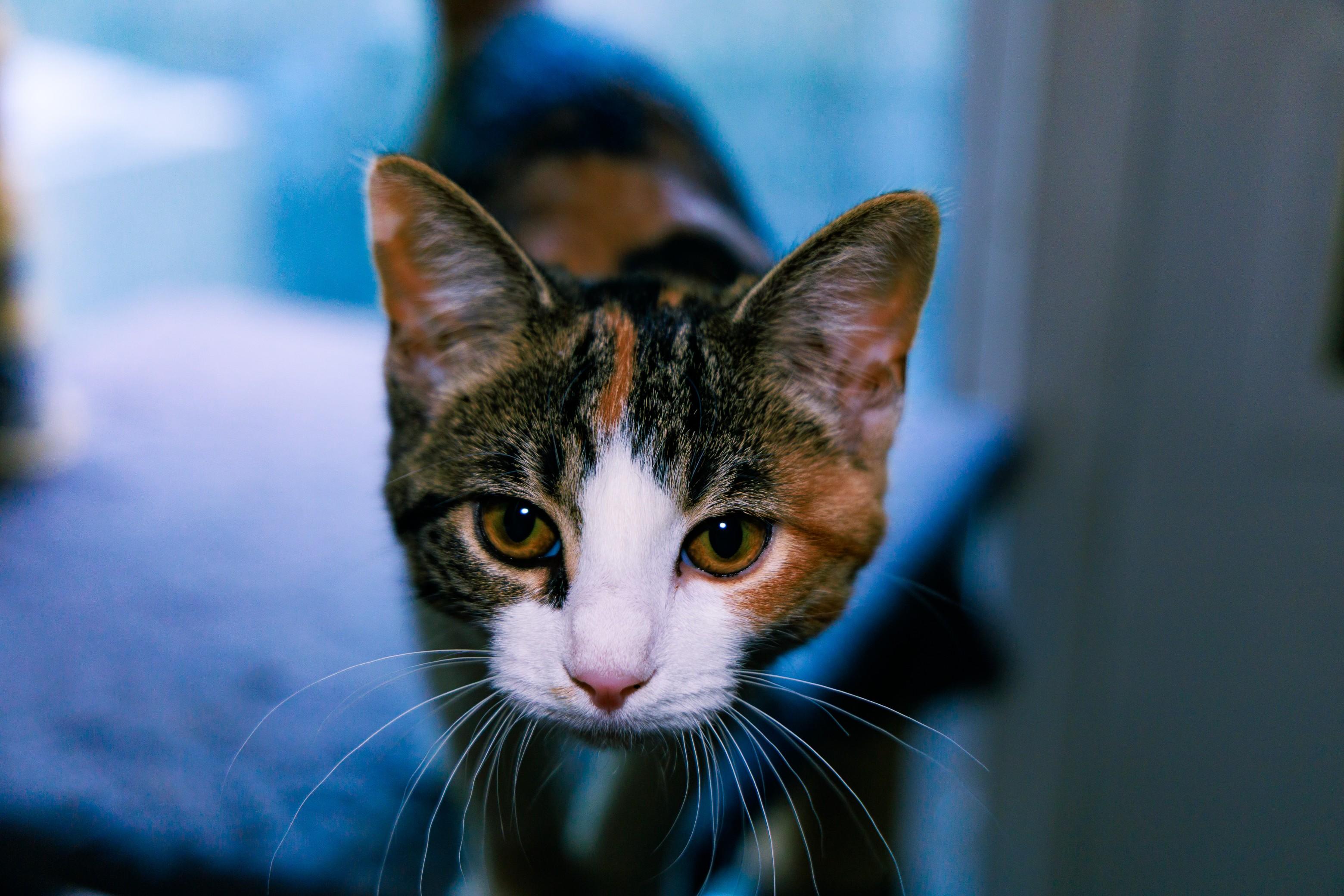Rina, Baby Female Domestic Short Hair