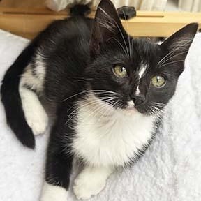 Enlarge Moonee, a ADOPTABLE Domestic Short Hair in Tiburon, CA image 2/4