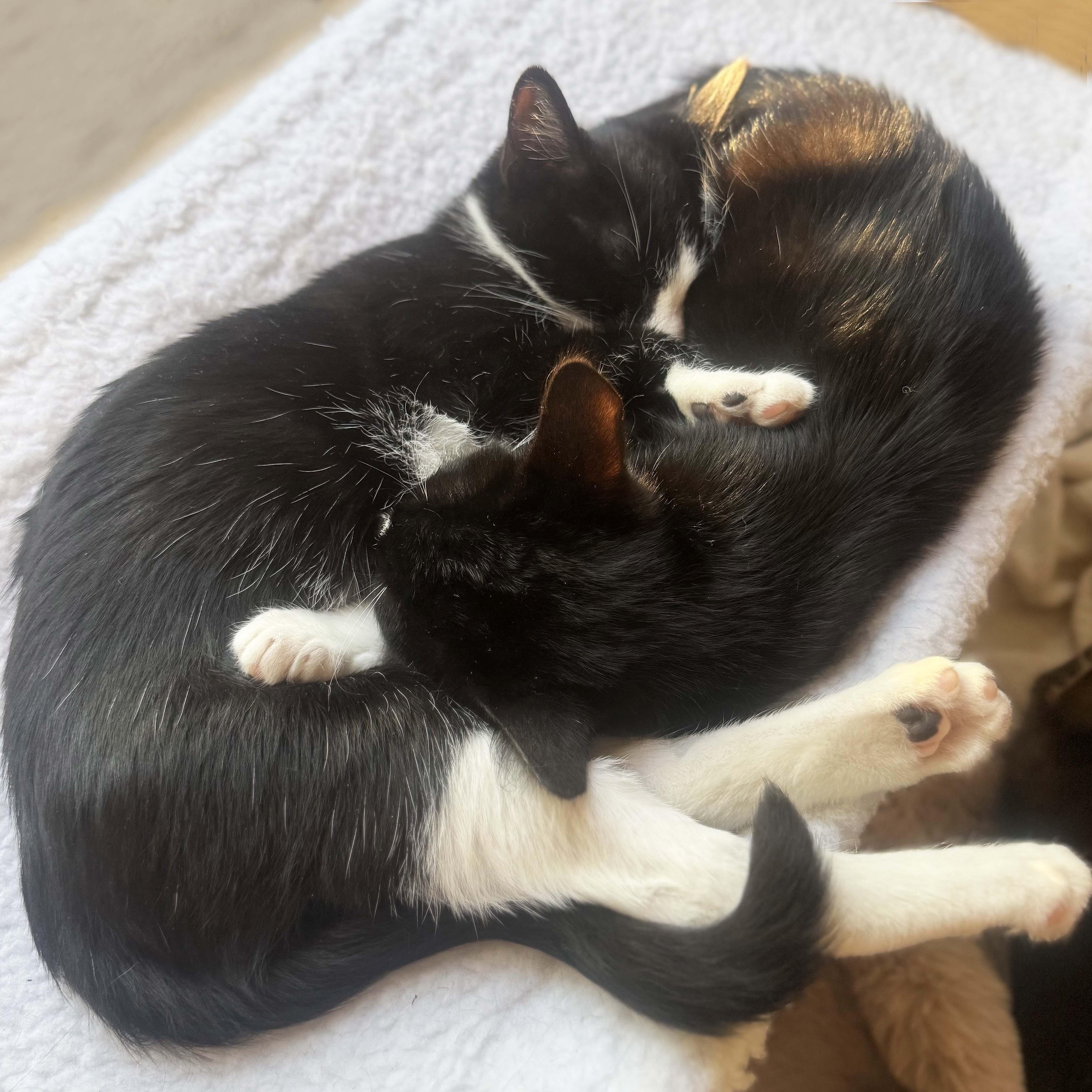 Enlarge Moonee, a ADOPTABLE Domestic Short Hair in Tiburon, CA image 4/4