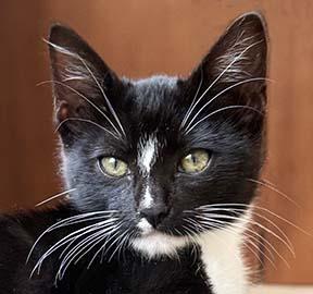 Enlarge Moonee, a ADOPTABLE Domestic Short Hair in Tiburon, CA image 1/4