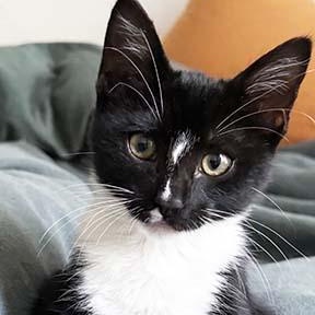 Enlarge Moonee, a ADOPTABLE Domestic Short Hair in Tiburon, CA image 3/4
