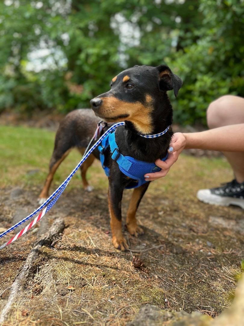 Enlarge Jazzy, a Adopted mixed breed in lynnwood , WA image 1/5