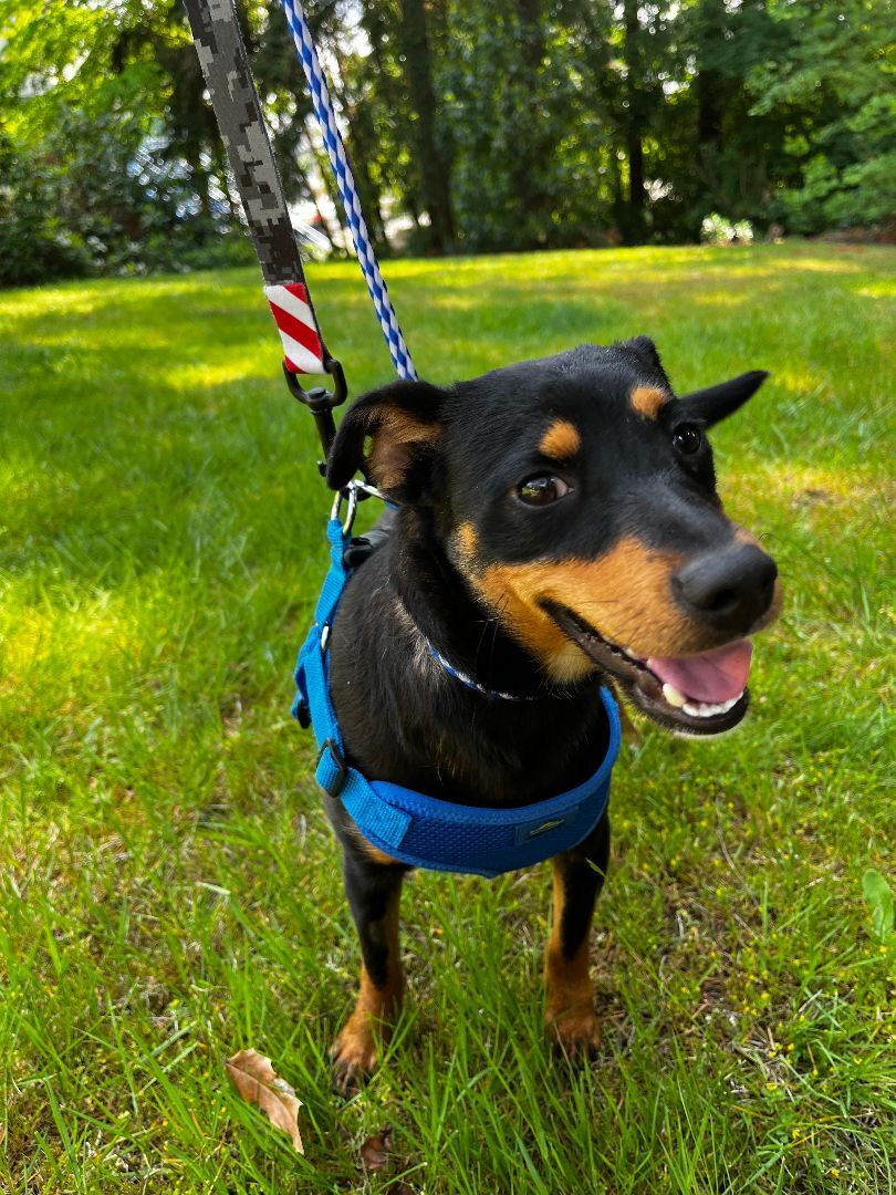 Enlarge Jazzy, a Adopted mixed breed in lynnwood , WA image 2/5