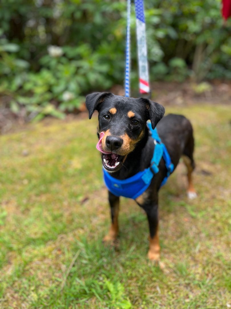 Enlarge Jazzy, a Adopted mixed breed in lynnwood , WA image 5/5