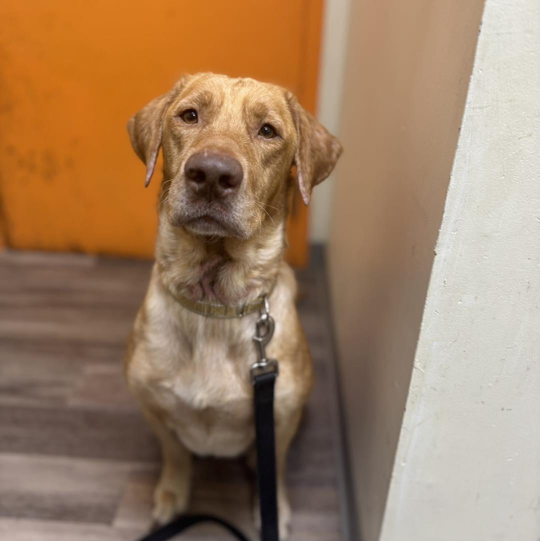 Enlarge Buddy, a Adopted Yellow Labrador Retriever in Adrian, MI image 2/5