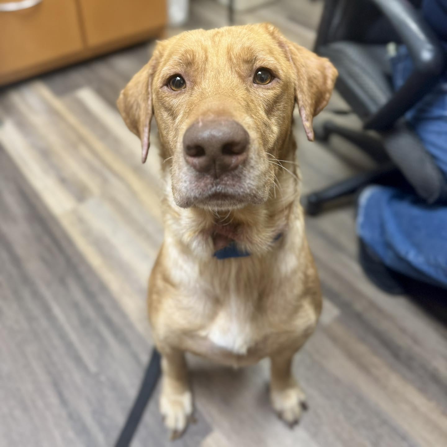 Enlarge Buddy, a Adopted Yellow Labrador Retriever in Adrian, MI image 3/5