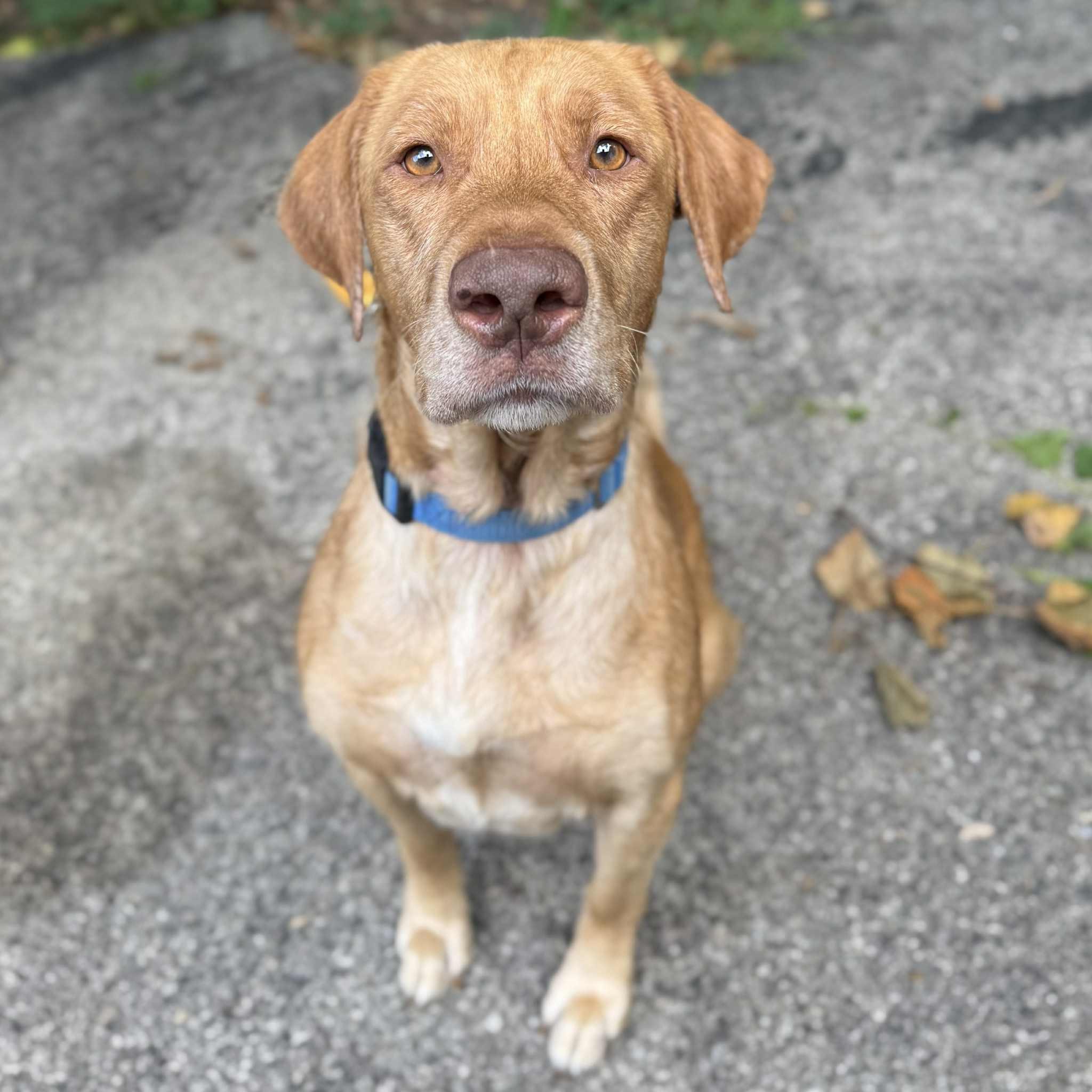 Buddy, Adopted, Adult Male Yellow Labrador Retriever.
