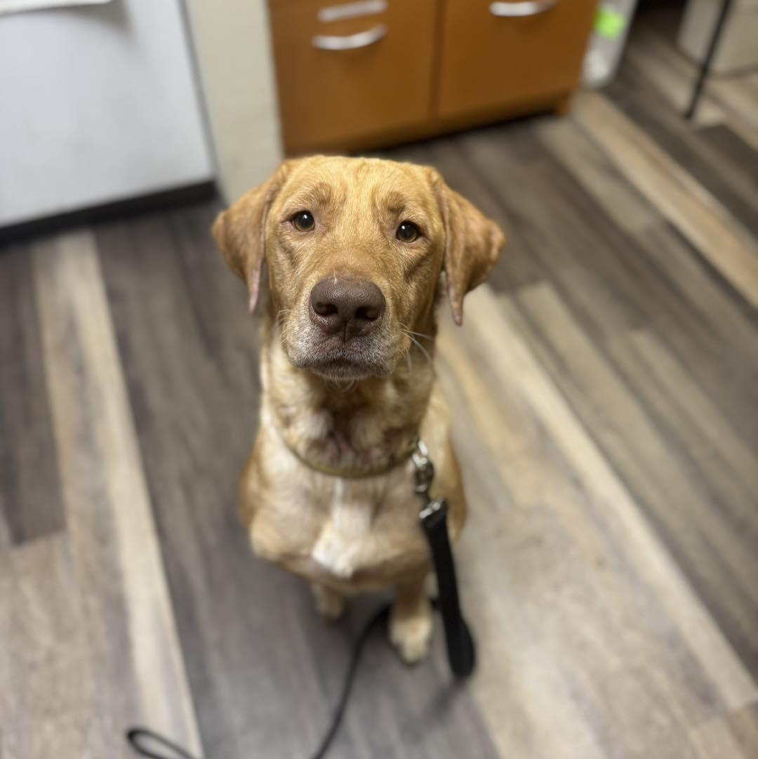 Enlarge Buddy, a Adopted Yellow Labrador Retriever in Adrian, MI image 4/5