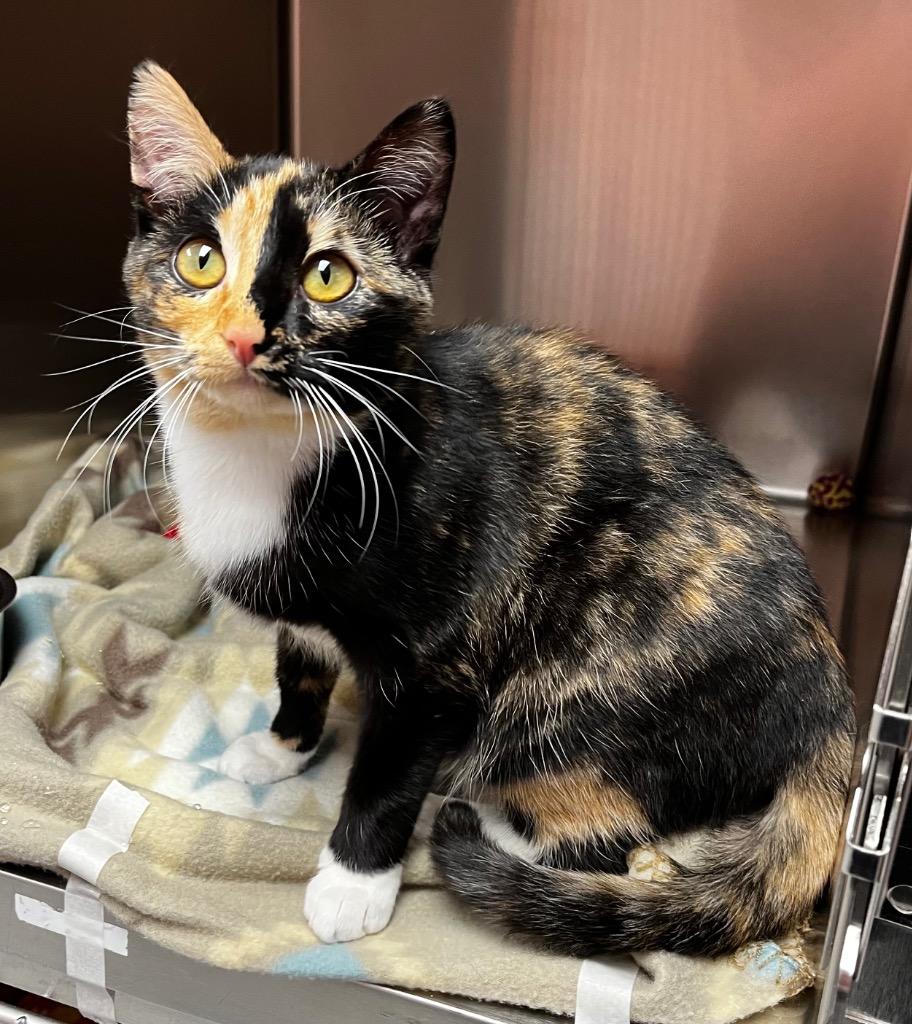 Enlarge Georgia, a Adoptable mixed breed in Logan, UT image 1/1