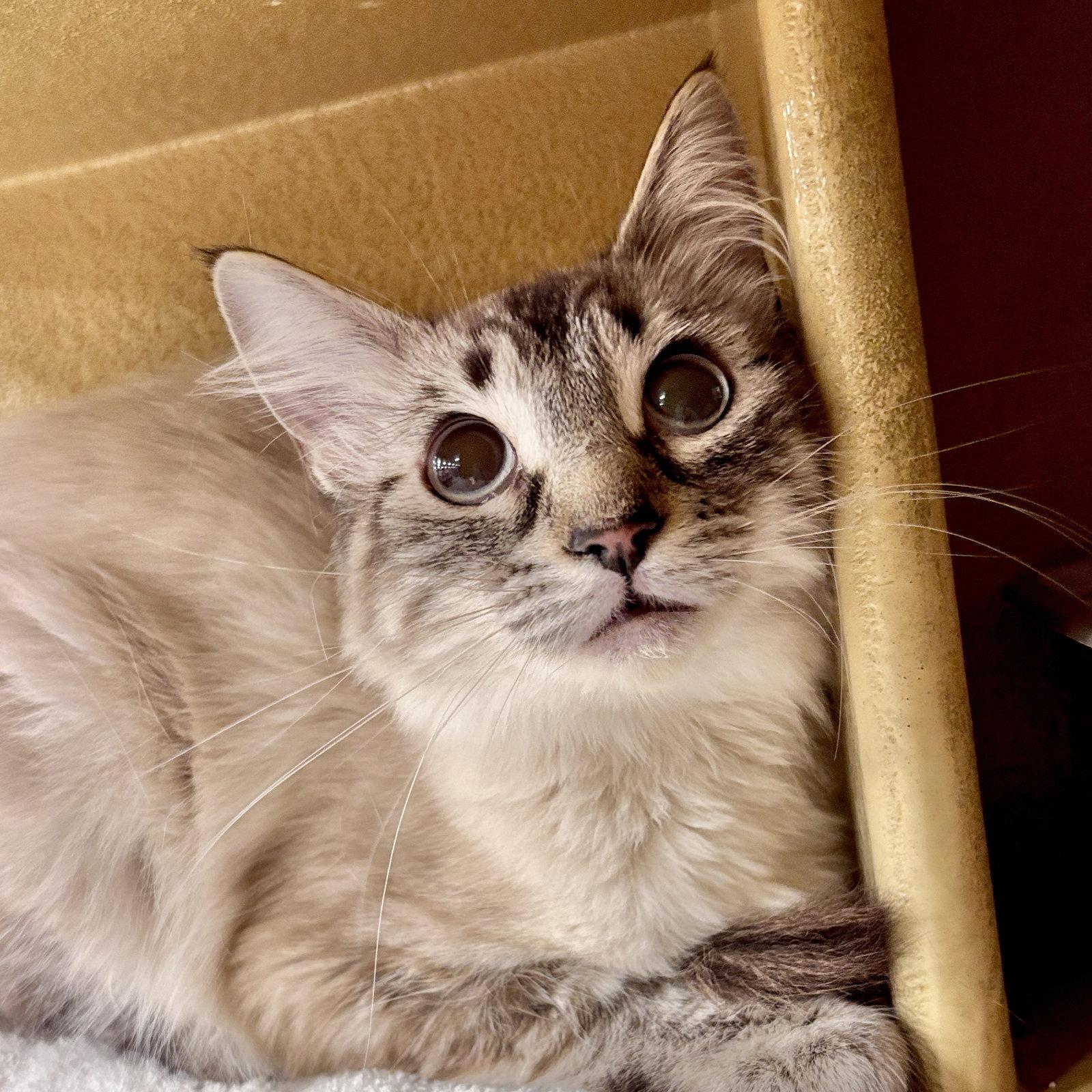 Enlarge Norma Jean, a Adopted Siamese in Sonora, CA image 1/2