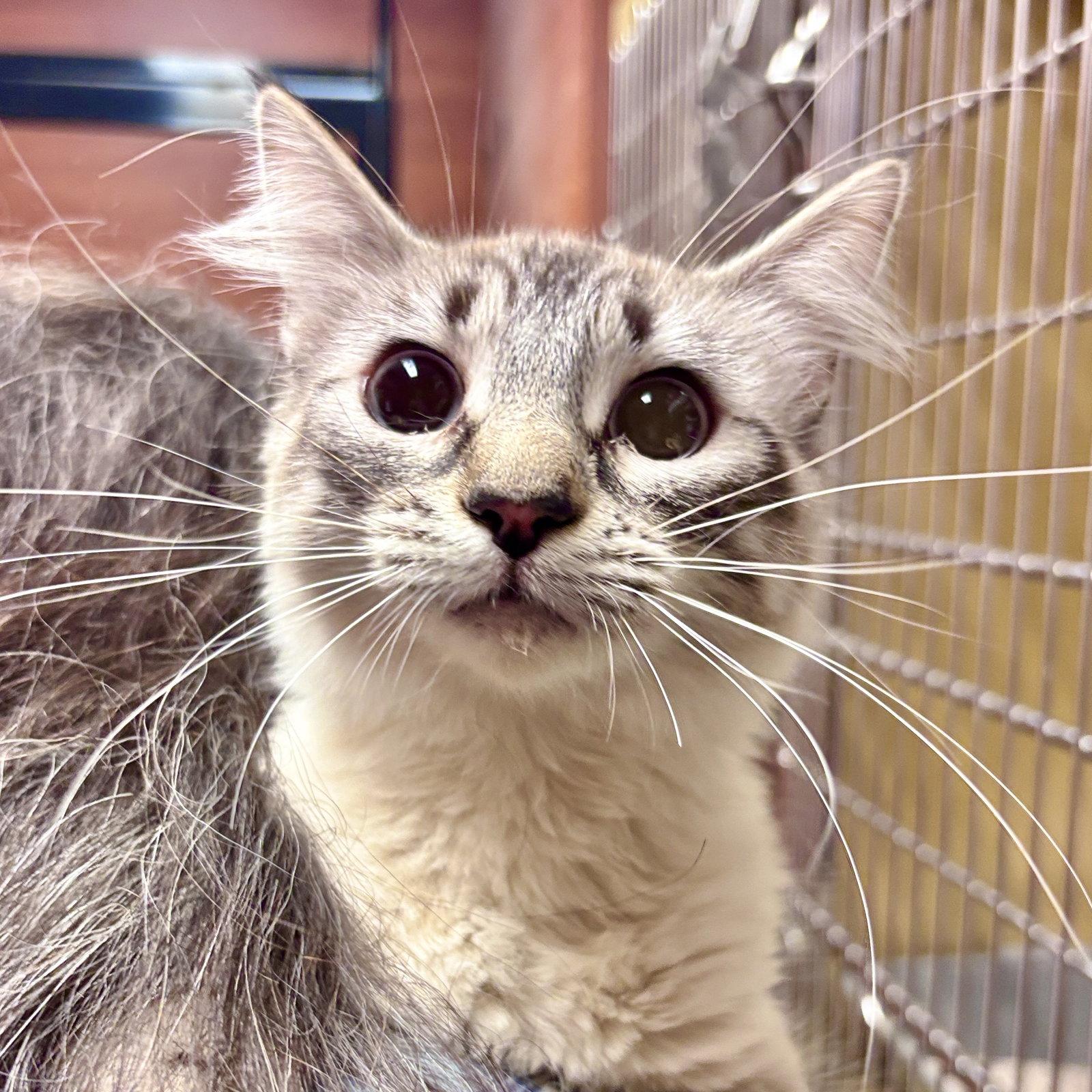 Enlarge Norma Jean, a Adopted Siamese in Sonora, CA image 2/2
