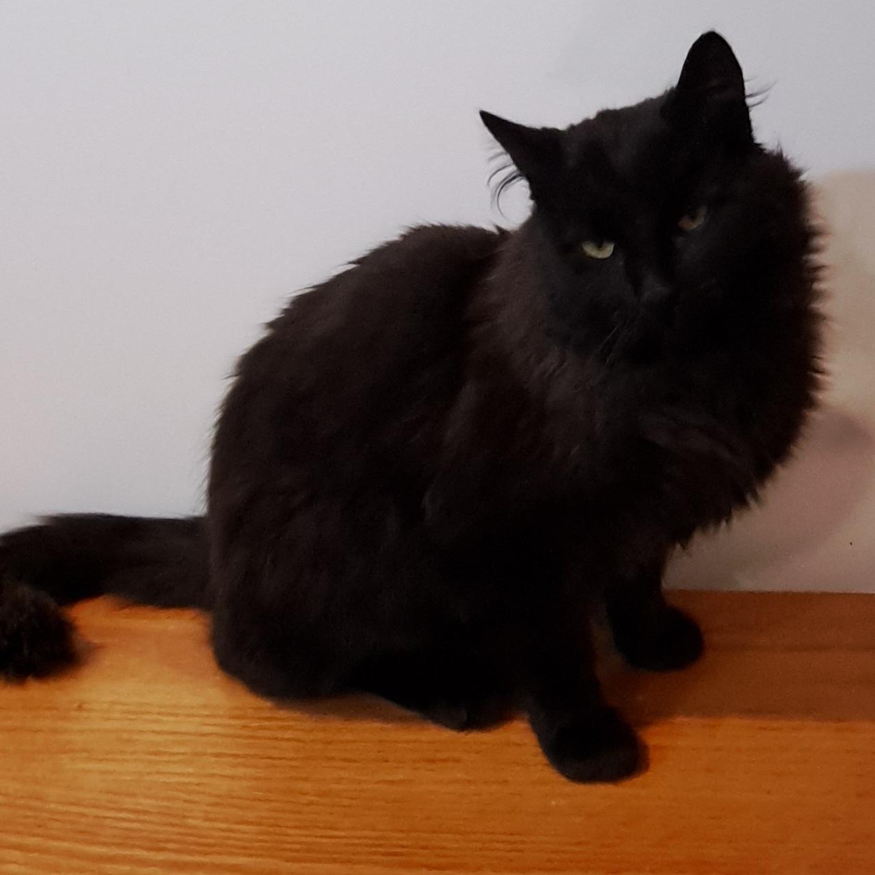 Fluffster 10 mos, an adopted Domestic Medium Hair in London, ON image 6/6