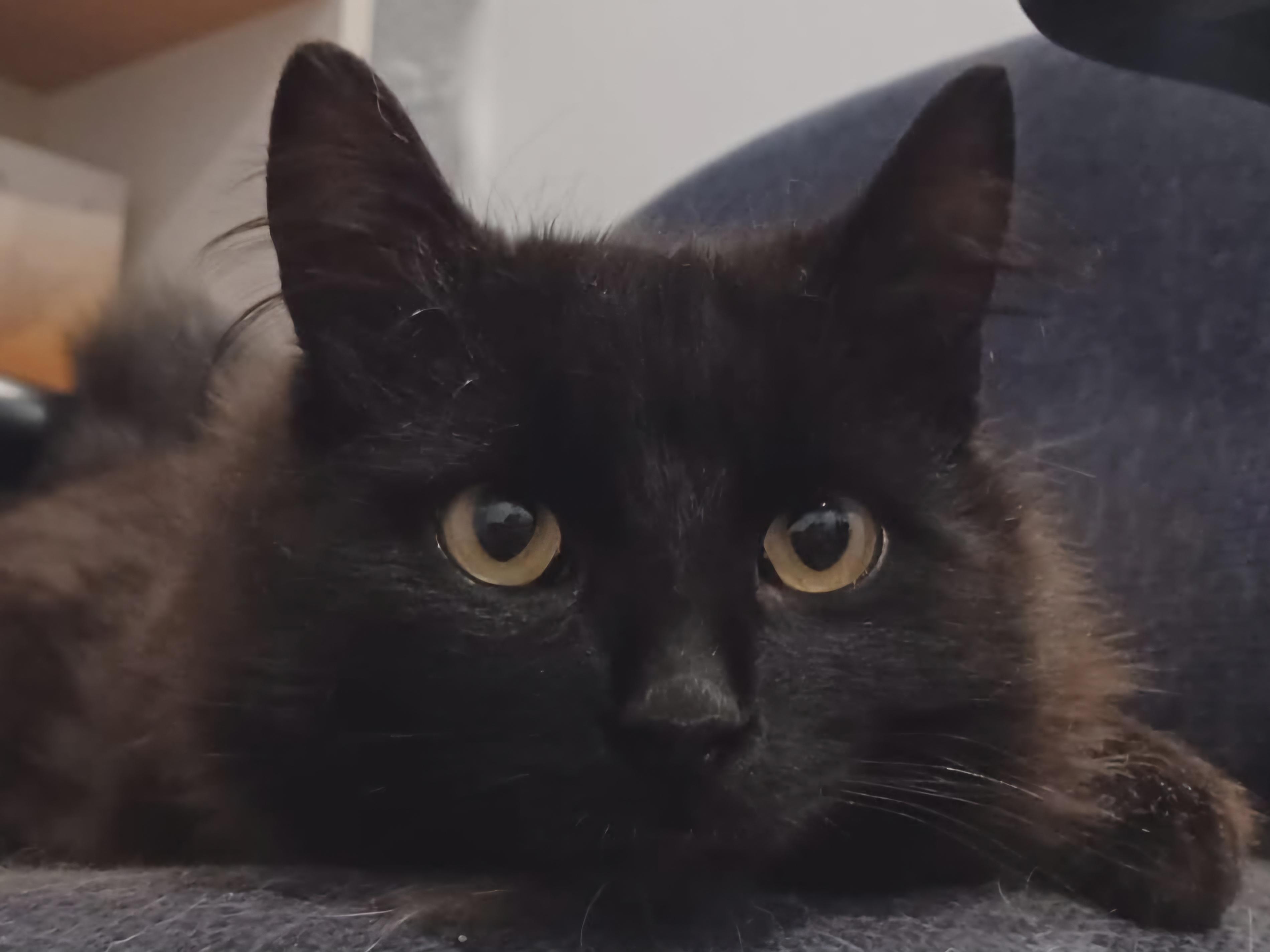 Fluffster 10 mos, adopted, Young Male Domestic Medium Hair.