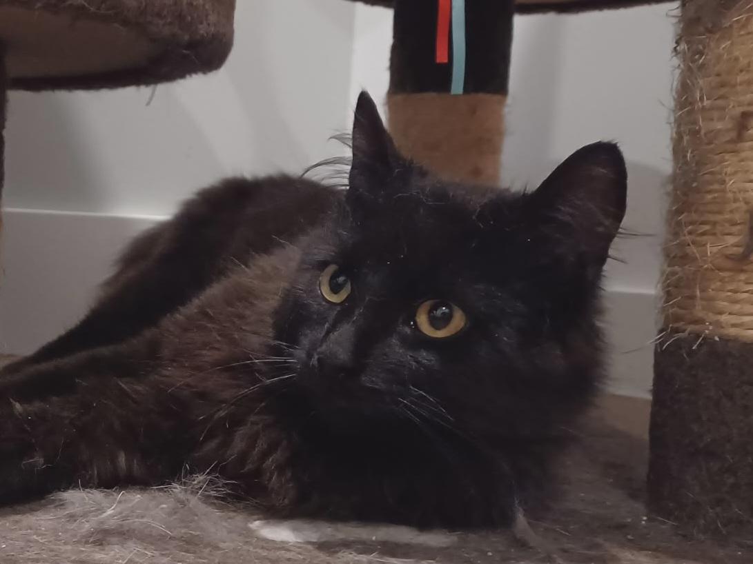 Fluffster 10 mos, an adopted Domestic Medium Hair in London, ON image 3/6