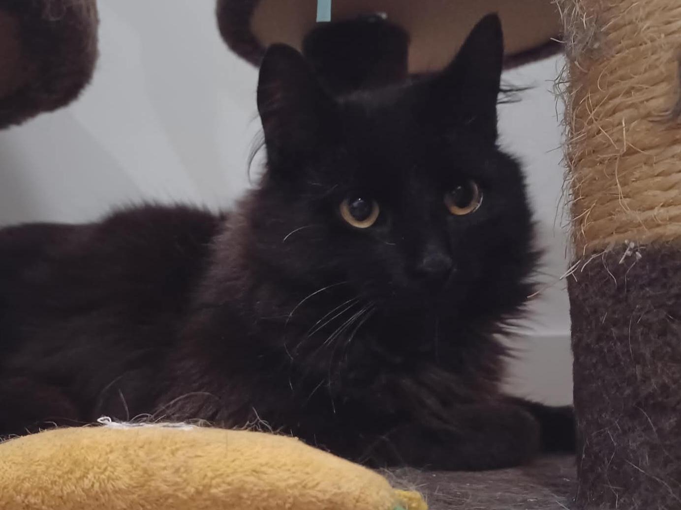 Fluffster 10 mos, an adopted Domestic Medium Hair in London, ON image 4/6