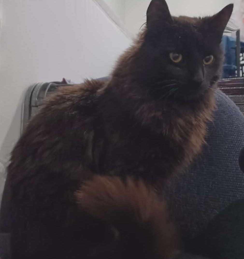 Fluffster 10 mos, an adopted Domestic Medium Hair in London, ON image 2/6
