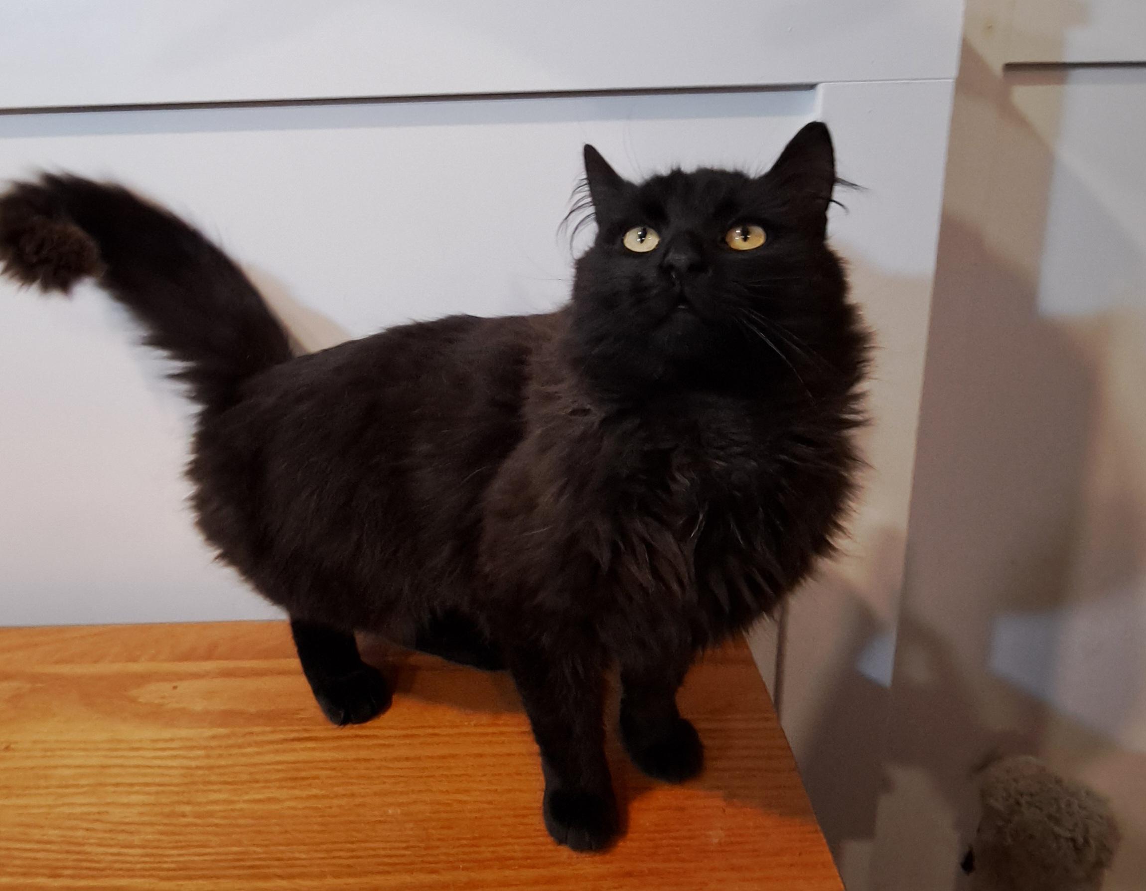 Fluffster 10 mos, an adopted Domestic Medium Hair in London, ON image 5/6