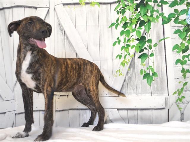 MONTEY, Adoptable, Puppy Male Pit Bull Terrier & Mixed Breed.