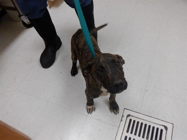 MONTEY, Adoptable, Puppy Male Pit Bull Terrier & Mixed Breed.