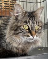 Enlarge Julia, an adopted mixed breed in Portsmouth, OH image 1/1