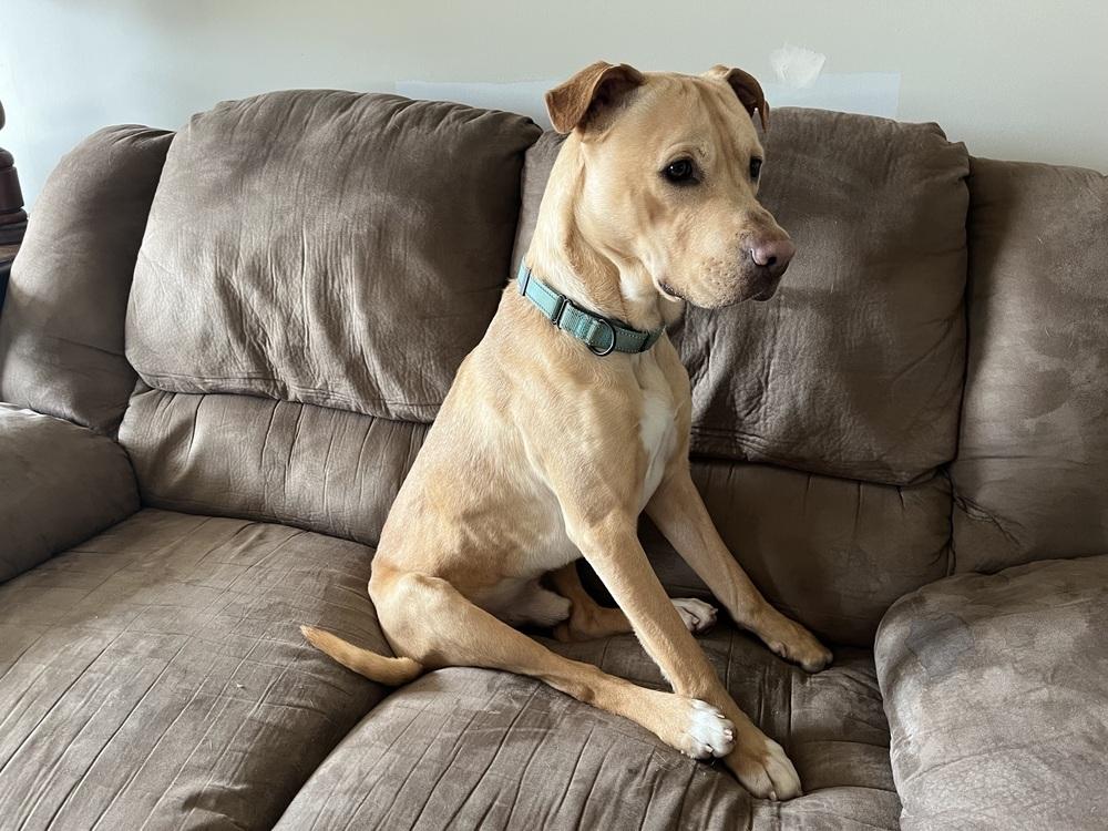 Marley Mo, a Adoptable mixed breed in Evansville, IN image 2/6