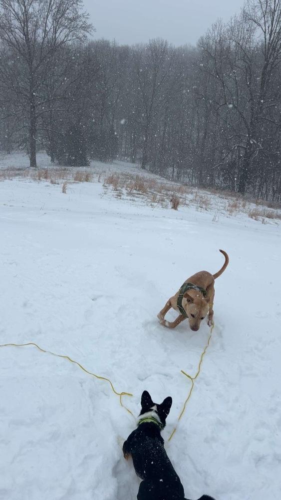 Marley Mo, a Adoptable mixed breed in Evansville, IN image 3/6