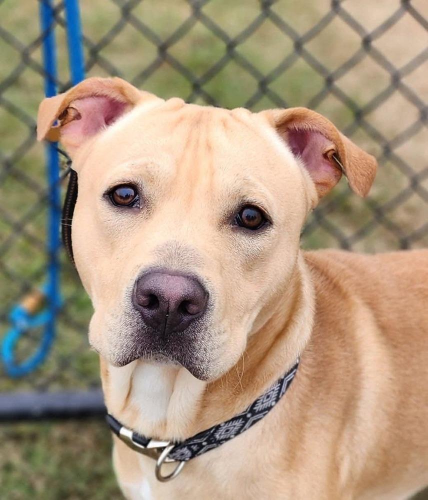 Marley Mo, a Adoptable mixed breed in Evansville, IN image 4/6