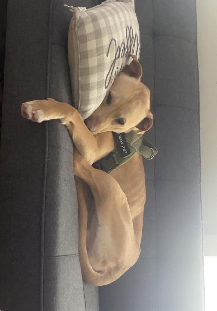 Marley Mo, a Adoptable mixed breed in Evansville, IN image 5/6