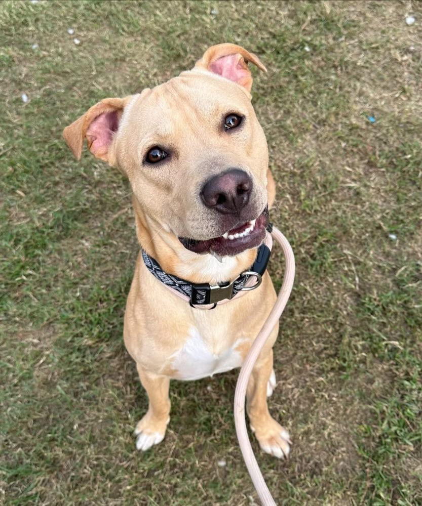 Marley Mo, a Adoptable mixed breed in Evansville, IN image 6/6