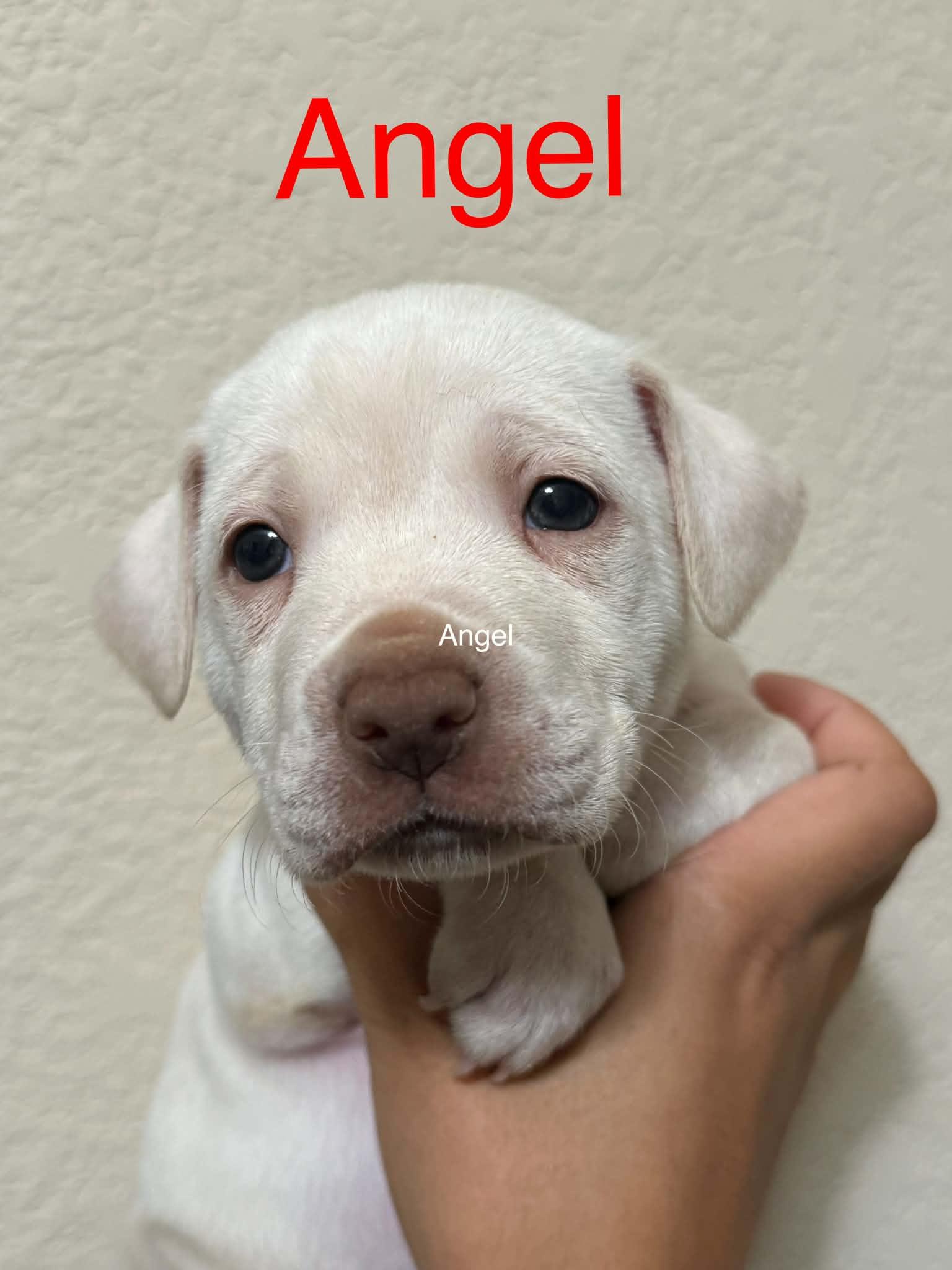 Angel CS , Adoptable, Puppy Female Terrier.