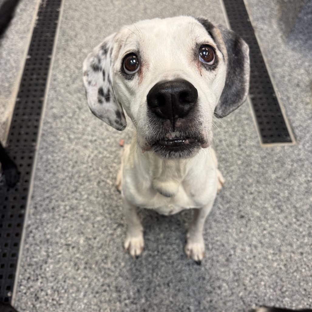 Joey, ADOPTABLE, Senior Male Labradoodle & Hound.