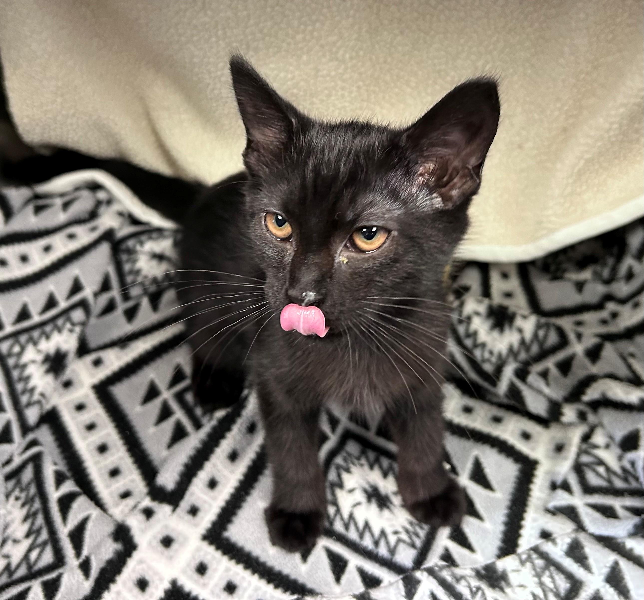 Nightfall, ADOPTABLE, Young Male Domestic Short Hair.