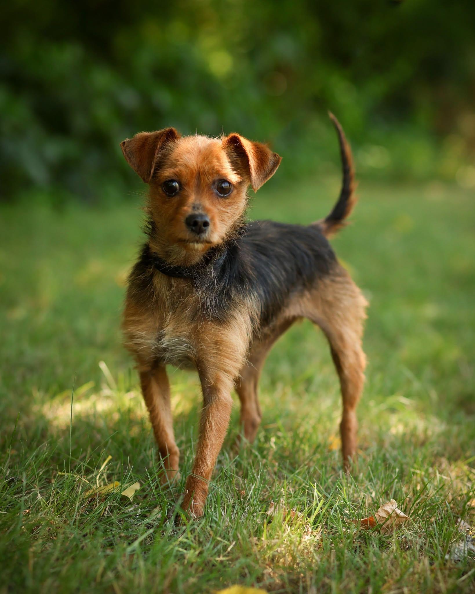 SARAH JESSICA BARKER (0728), adopted, Young Female Chihuahua.